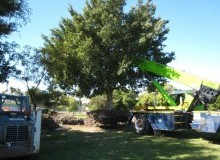 Kwikfynd Tree Management Services
undullah